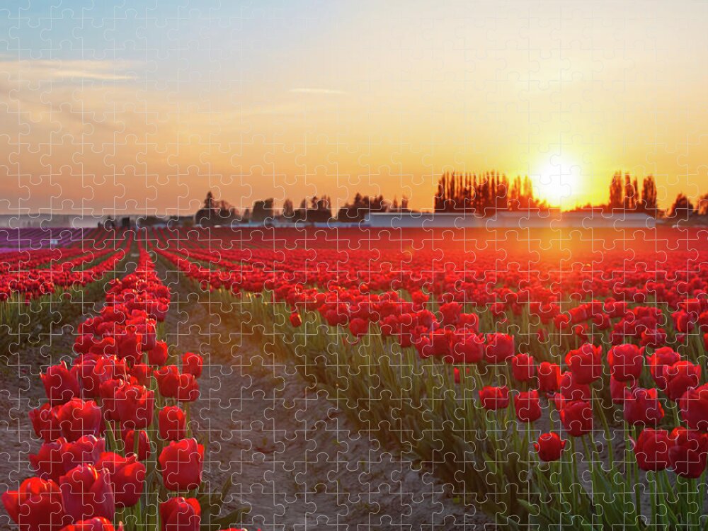 Tulips Jigsaw Puzzle featuring the photograph Red Tulip Sunset by Michael Rauwolf