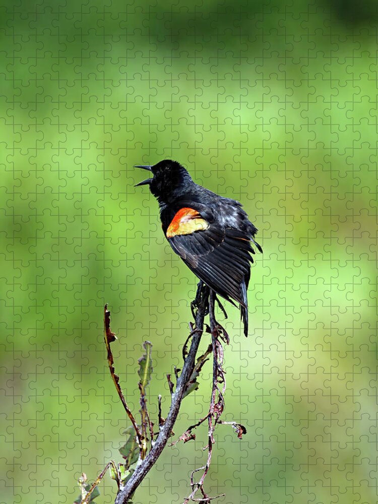 Florida Jigsaw Puzzle featuring the photograph Red Wing Singing by Jennifer Robin