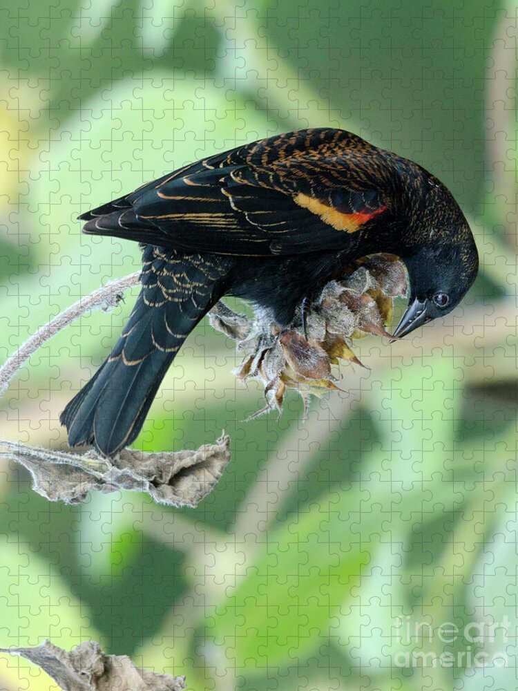 Red-winged Blackbird Jigsaw Puzzle featuring the photograph Red-Winged Blackbird by Kristine Anderson