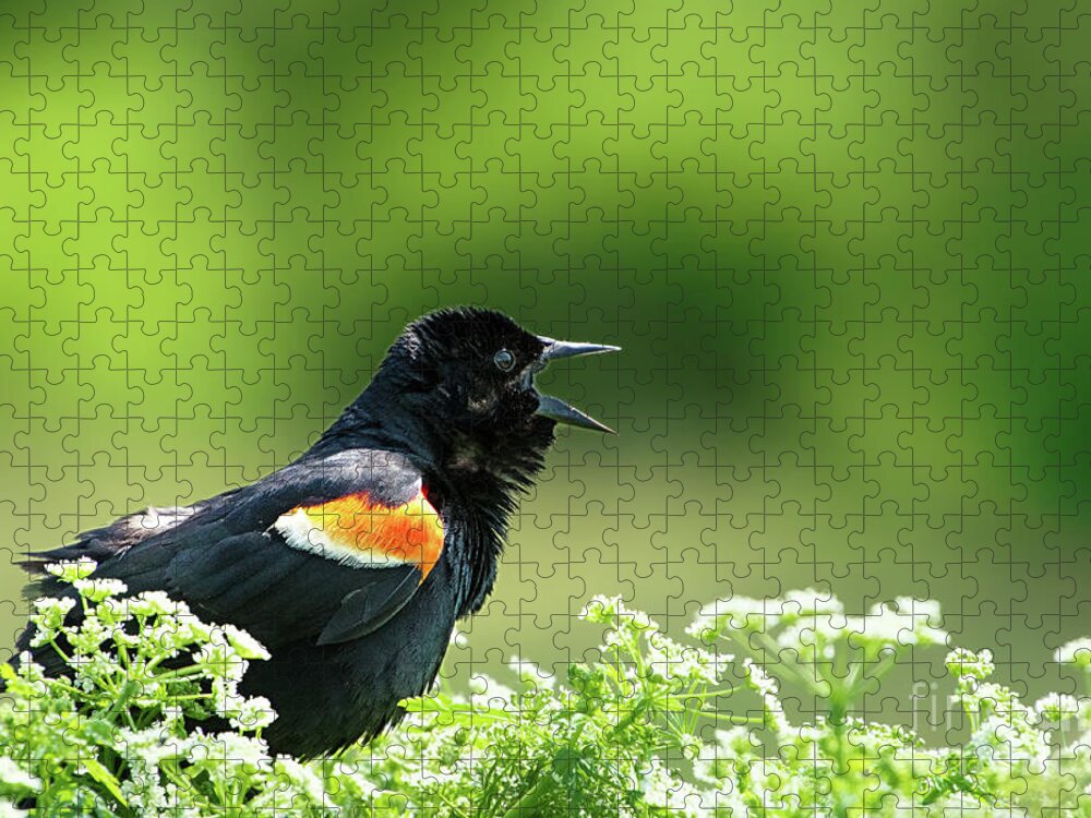 Red Winged Blackbird Jigsaw Puzzle featuring the photograph Red Winged Blackbird trills by Rehna George