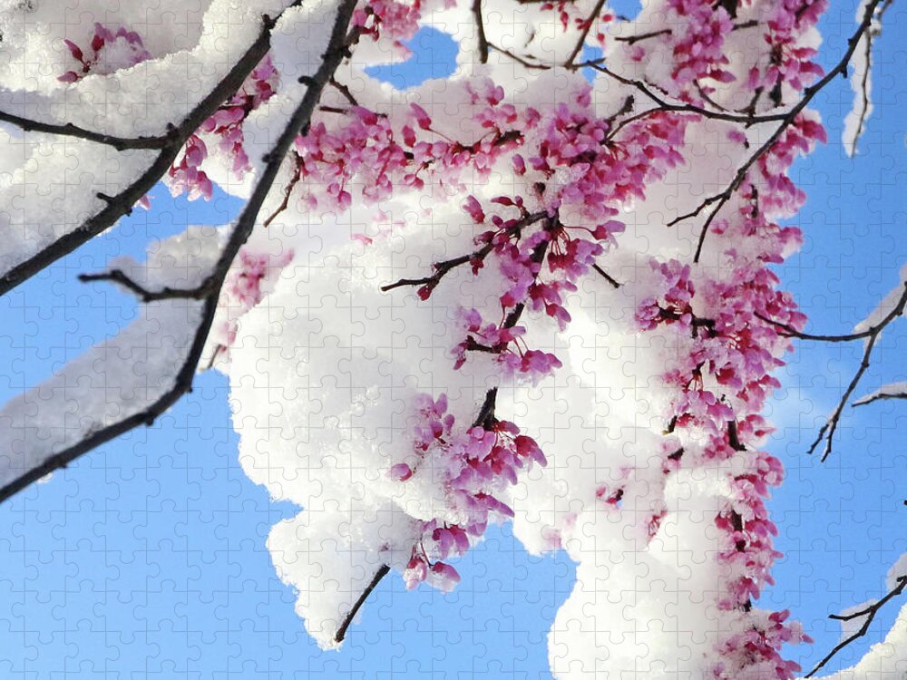Redbud Jigsaw Puzzle featuring the photograph Redbud Blossoms and April Snow 5010 by Jack Schultz