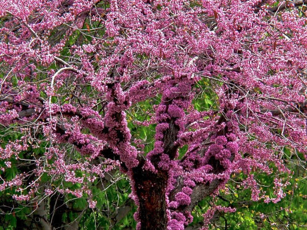 Redbud Jigsaw Puzzle featuring the photograph Redbud by Rona Black
