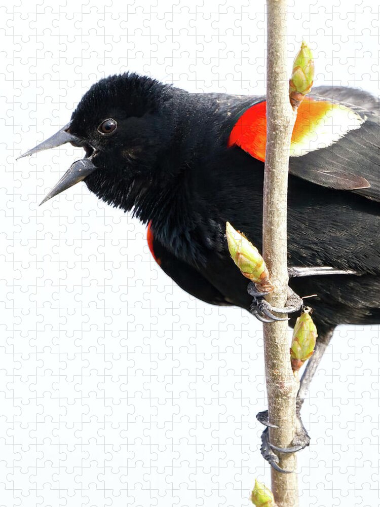 Blackbird Jigsaw Puzzle featuring the photograph Redwinged Blackbird and Buds by Flinn Hackett