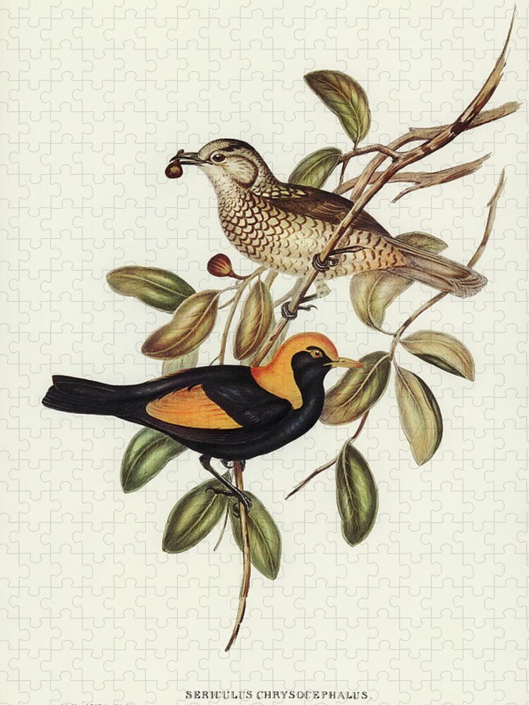 Regent Bird Jigsaw Puzzle featuring the drawing Regent Bird, Sericulus chrysocephalus by John Gould