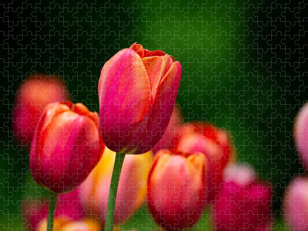 Tulips Jigsaw Puzzle featuring the photograph Relaxing in the Garden by Linda Bonaccorsi