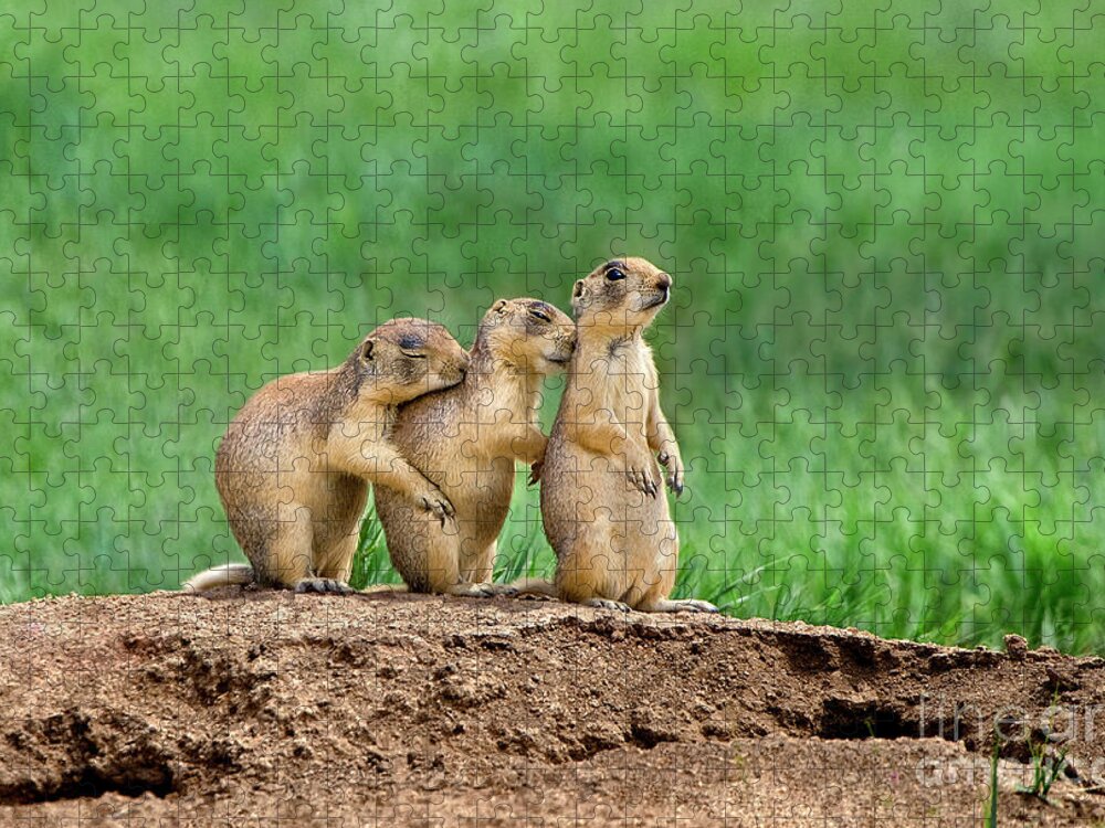 Utah Prairie Dogs Jigsaw Puzzle featuring the photograph Relaxing Utah Prairie Dogs Cynomys Parvidens Wild Utah by Dave Welling