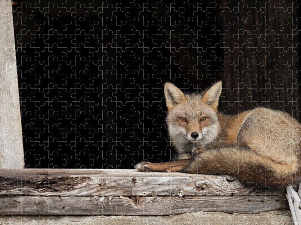 Red Fox Jigsaw Puzzle featuring the photograph Restful Morning by Everet Regal