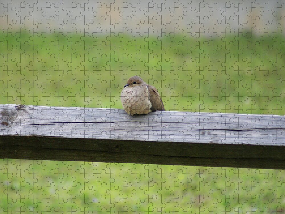  Jigsaw Puzzle featuring the photograph Resting Dove by Heather E Harman