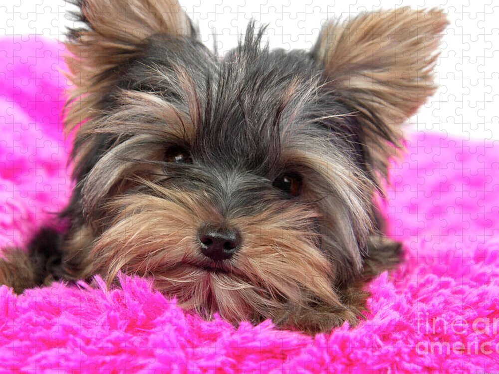 Dog Jigsaw Puzzle featuring the photograph Resting Yorkie Joy by Renee Spade Photography