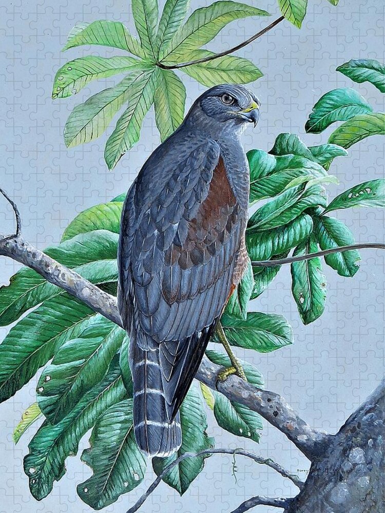 Ridgway's Hawk Jigsaw Puzzle featuring the painting Ridgway's Hawk by Barry Kent MacKay