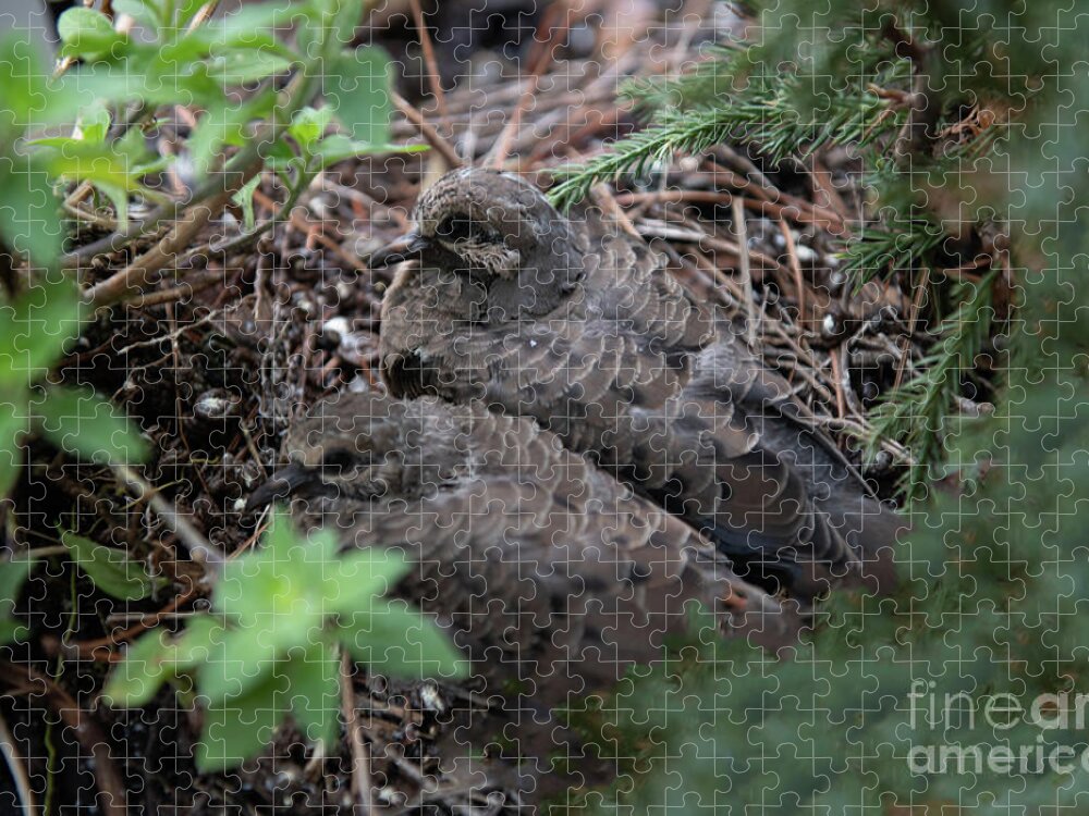 Squabs Jigsaw Puzzle featuring the photograph Riding the Nest - Doves by Dale Powell