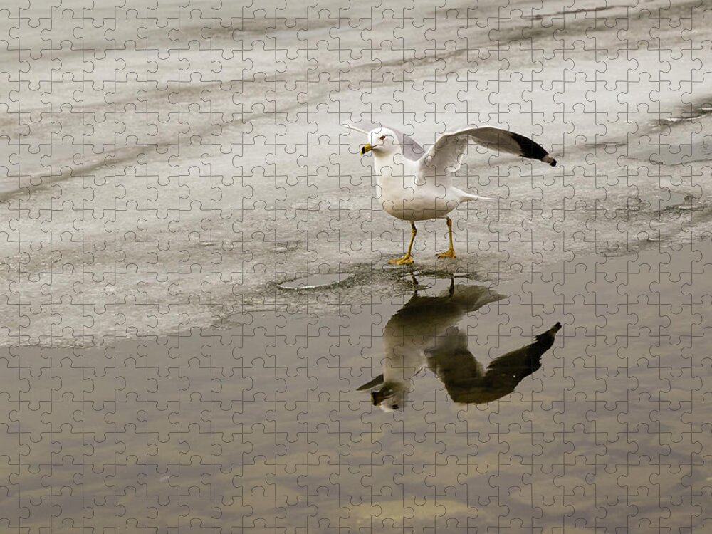 Larus Jigsaw Puzzle featuring the photograph Ring-billed Gull ready to take-off by SAURAVphoto Online Store