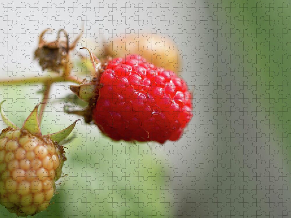 Agriculture Jigsaw Puzzle featuring the photograph Ripe Red raspberry looking juicy in the sun by Scott Lyons