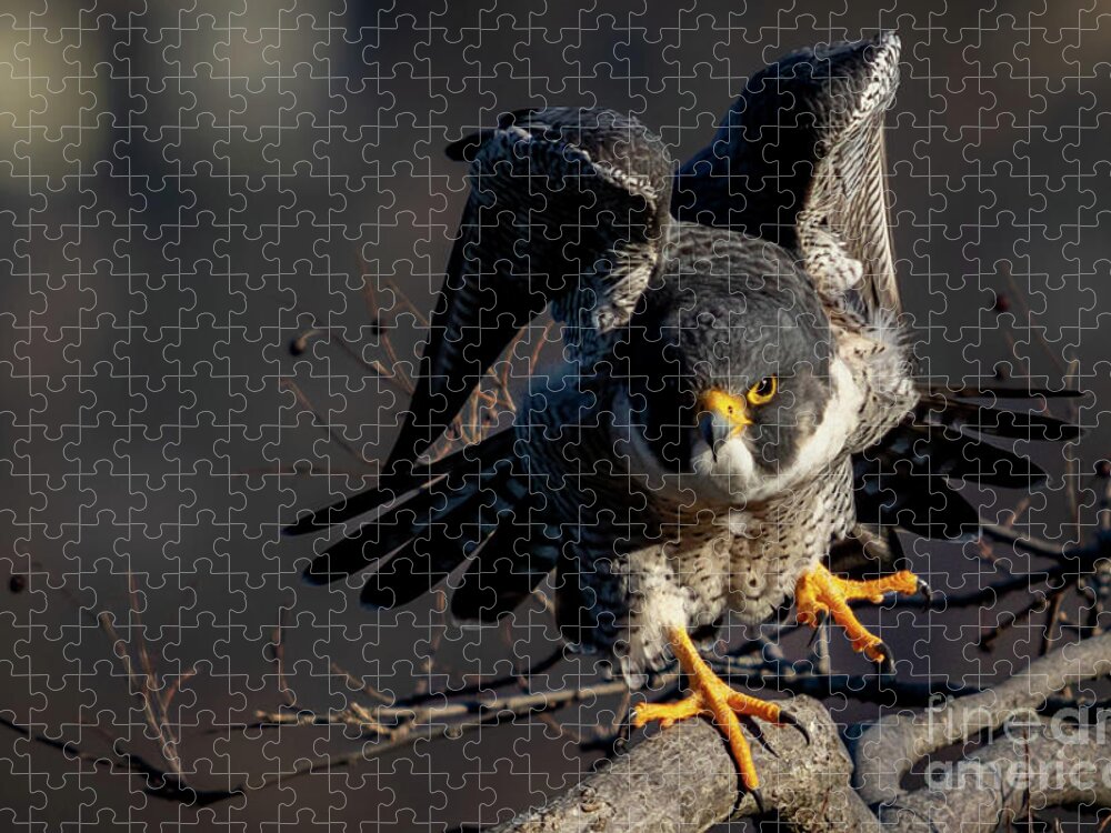 Falcon Jigsaw Puzzle featuring the photograph Rise Up by Alyssa Tumale