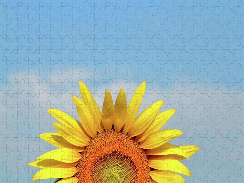 Sunflower Jigsaw Puzzle featuring the photograph Rising Sun by Lens Art Photography By Larry Trager