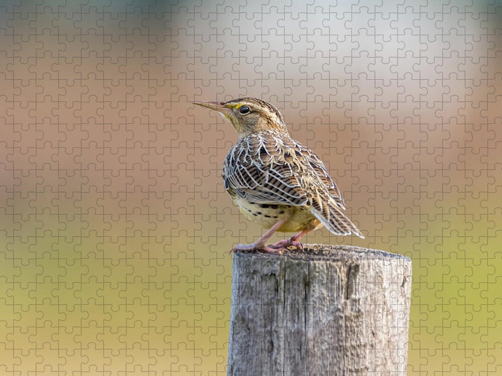 Autumn Jigsaw Puzzle featuring the photograph Roadside Meadowlark by Debra Martz