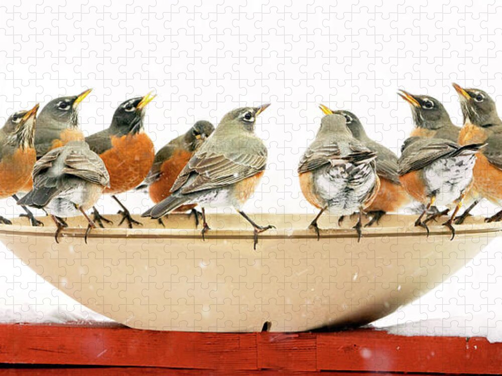 Robins Jigsaw Puzzle featuring the photograph Robin Convention by Judi Dressler
