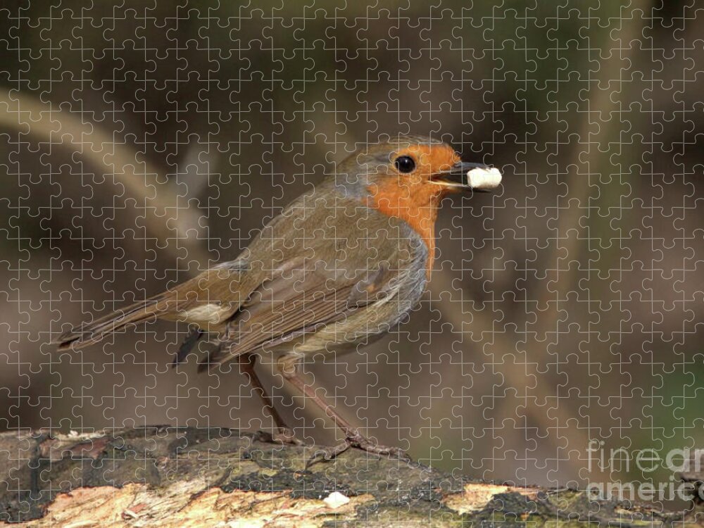 Bird Jigsaw Puzzle featuring the photograph Robin feeding by Baggieoldboy