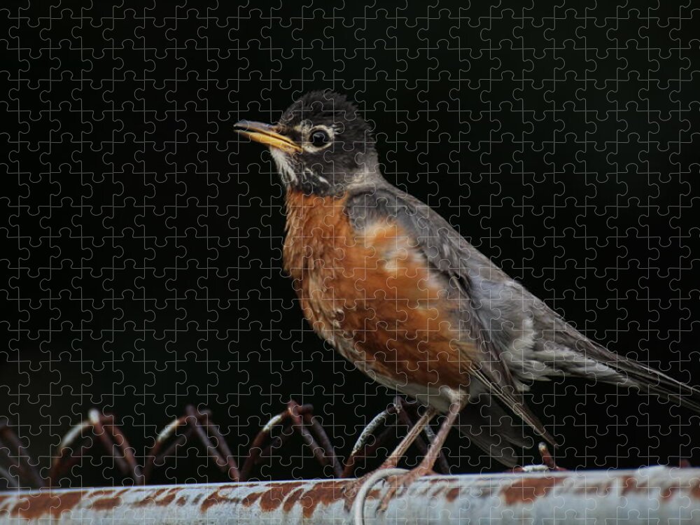 Robin Jigsaw Puzzle featuring the photograph Robin On Rusty A Fence by Demetrai Johnson