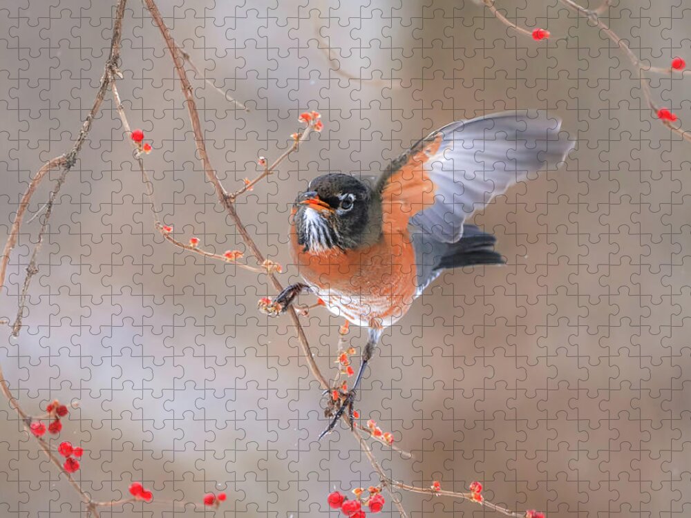 Waving Jigsaw Puzzle featuring the photograph Robin Waving by Dan Sproul