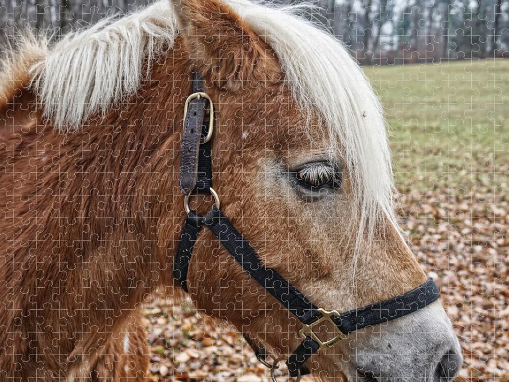 Horse Jigsaw Puzzle featuring the photograph Rockefeller Horse Blondie by Russel Considine