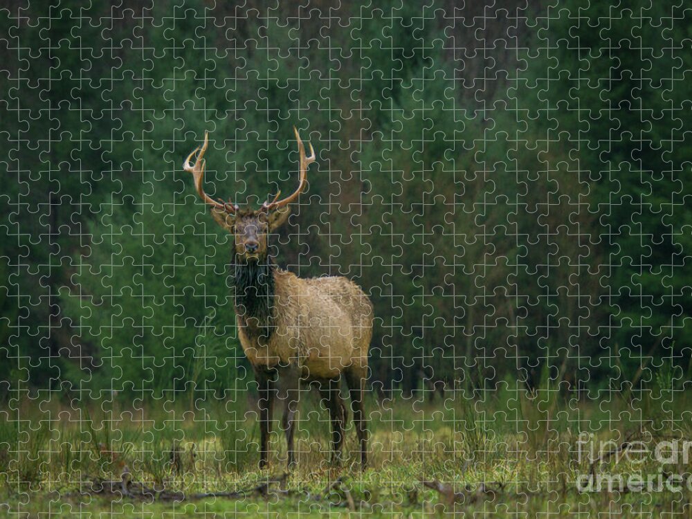 Animal Jigsaw Puzzle featuring the photograph Rocky Mountain Elk in a Forest Clearing by Nancy Gleason