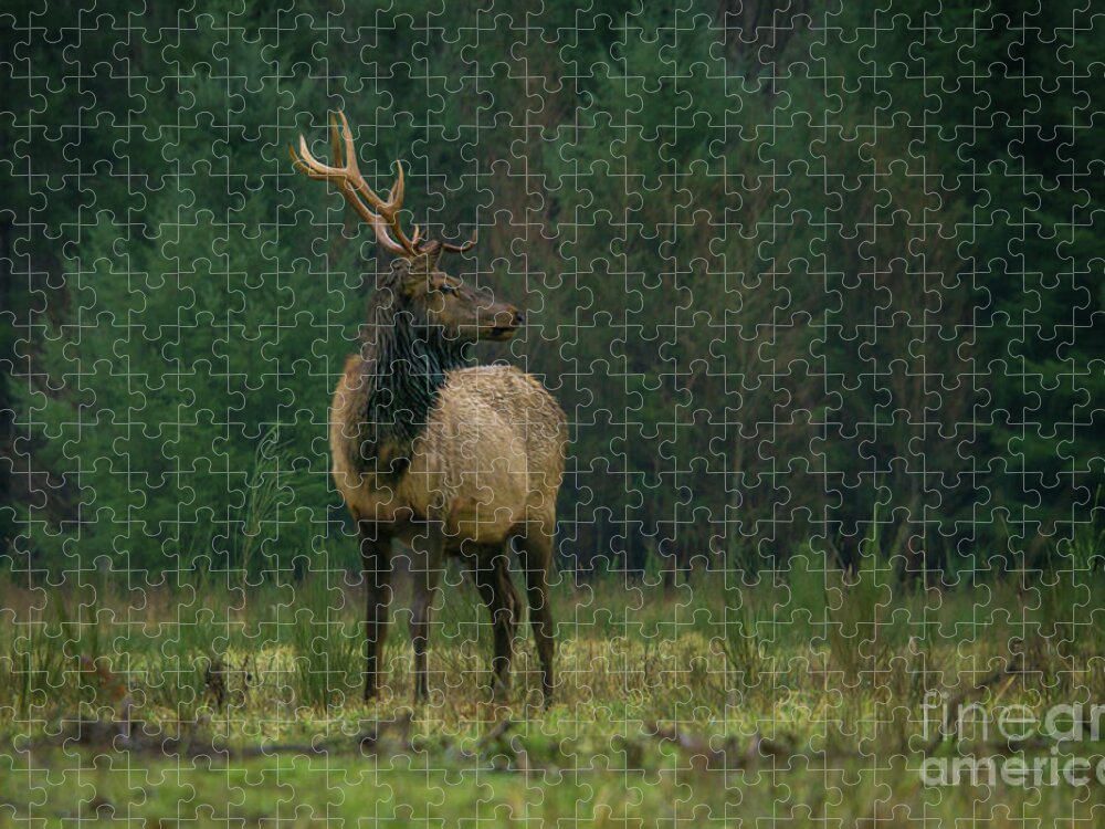 Rocky Mountain Elk Jigsaw Puzzle featuring the photograph Rocky Mountain Elk Looking Back at Herd by Nancy Gleason