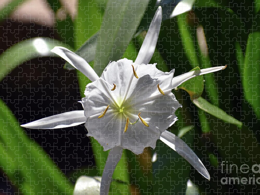 Pictures Of Flowers Jigsaw Puzzle featuring the photograph Rocky Shoal Spider Lily 3 by Skip Willits