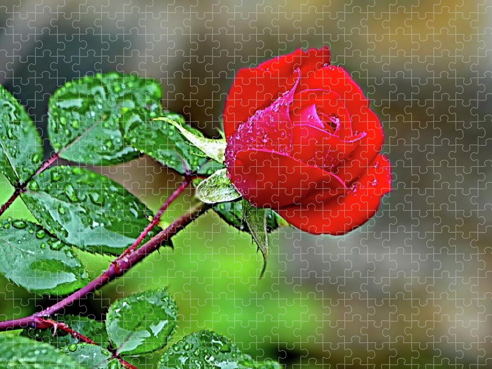 Rose Jigsaw Puzzle featuring the photograph Romantic Red Rose by Lyuba Filatova