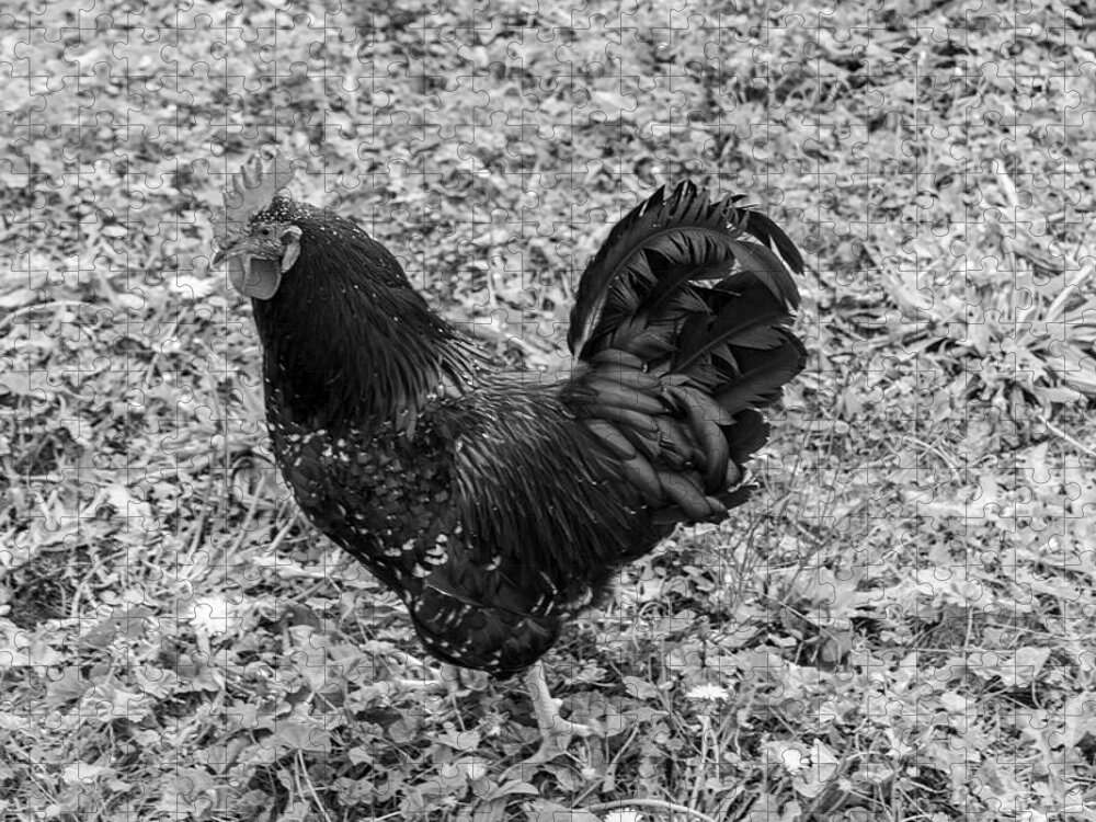 Rooster Jigsaw Puzzle featuring the photograph Rooster BW by Cathy Anderson