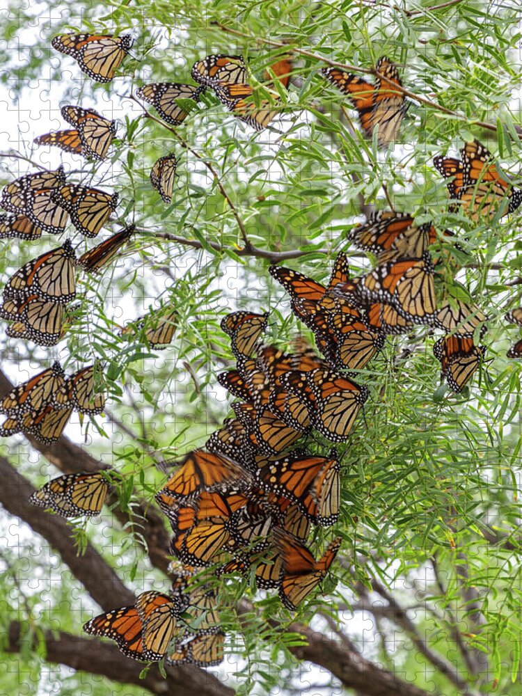 Monarch Butterfly Jigsaw Puzzle featuring the photograph Roosting Time by Steve Templeton
