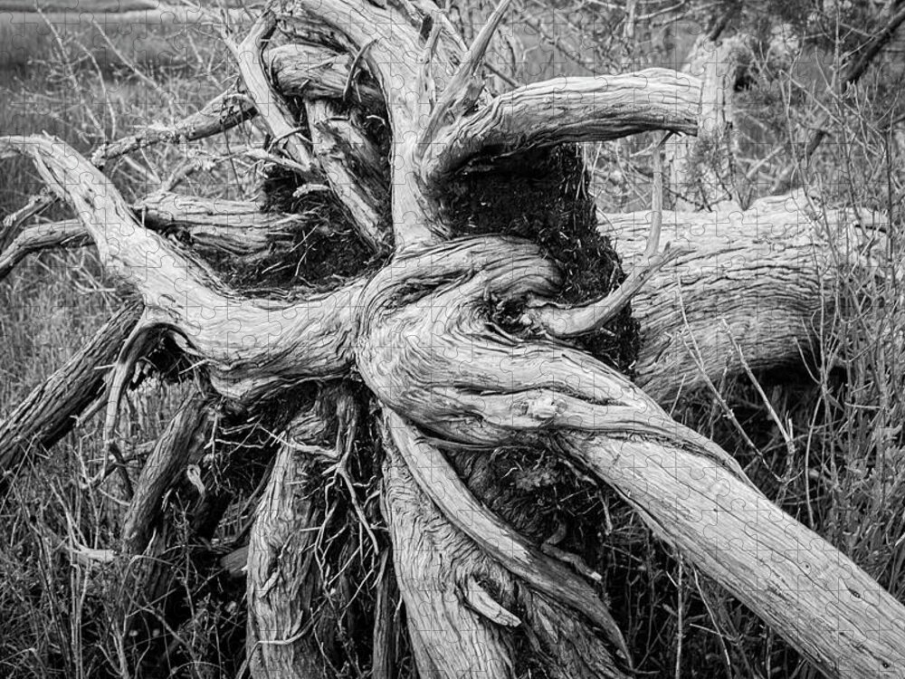 Decay Jigsaw Puzzle featuring the photograph Roots of an Uprooted Tree in the Wetlands - Croatan National Forest by Bob Decker