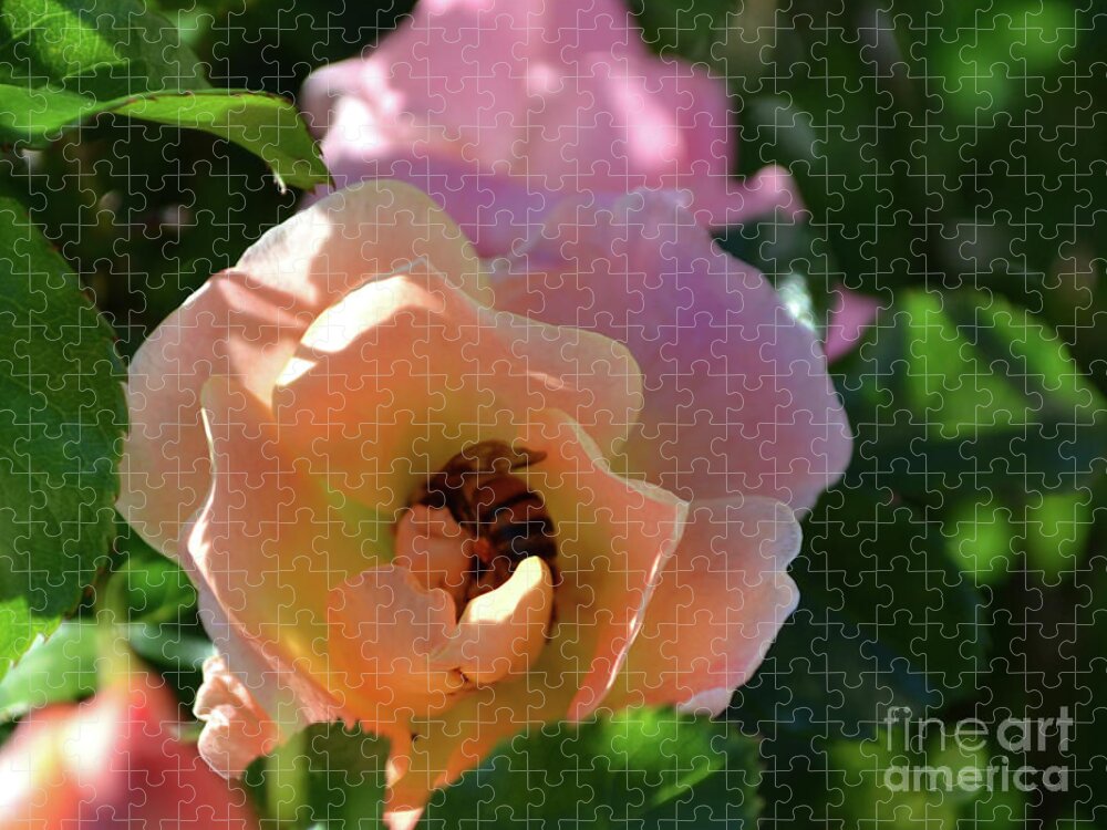Rose Photography Jigsaw Puzzle featuring the photograph Rose and Bee in the Sunshine by Expressions By Stephanie