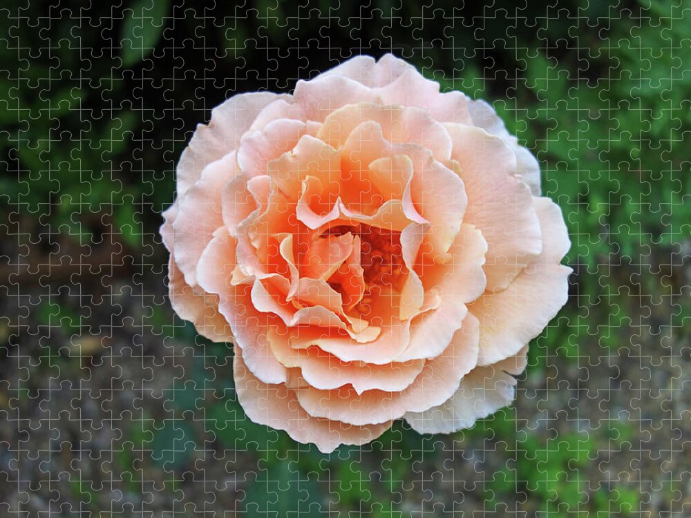 Pink Jigsaw Puzzle featuring the photograph Rose by Charles Stuart