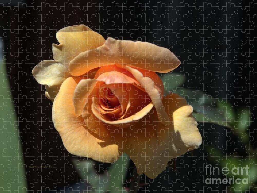 Botanical Jigsaw Puzzle featuring the photograph Rose from the Grave by Richard Thomas