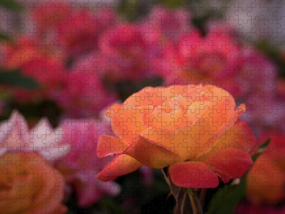 Rose Jigsaw Puzzle featuring the photograph Rose Glow by Margaret Pitcher