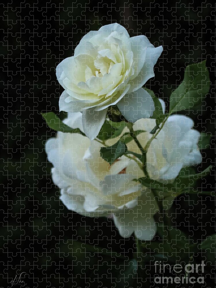 Rose Jigsaw Puzzle featuring the photograph Rose Invitation to Sniff by D Lee
