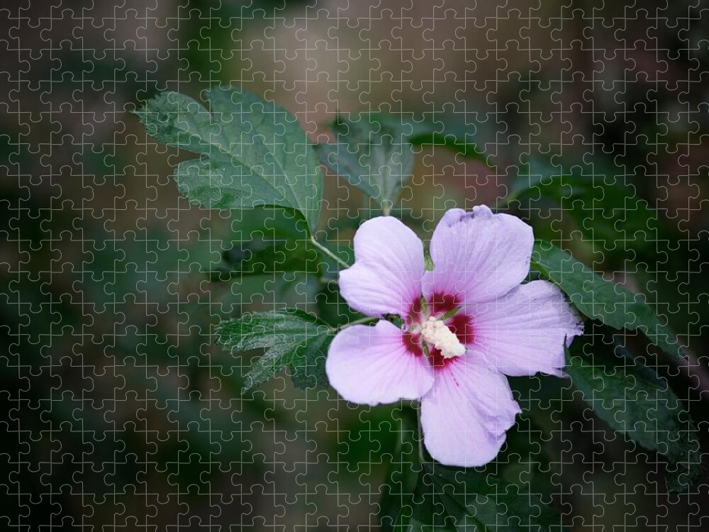 Flower Jigsaw Puzzle featuring the photograph Rose of Sharon by DArcy Evans