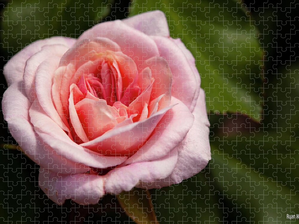 Rose Jigsaw Puzzle featuring the photograph Rose' by Ryan Huebel