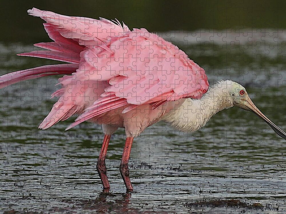 Roseate Spoonbill Jigsaw Puzzle featuring the photograph Roseate Spoonbill 14 by Mingming Jiang