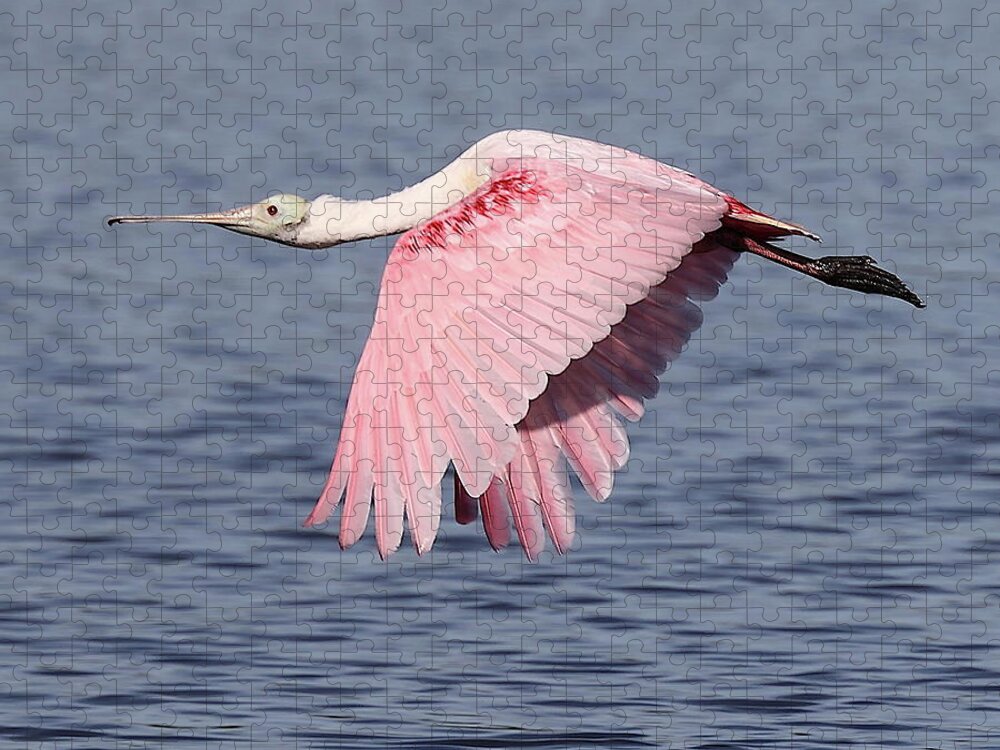 Roseate Spoonbill Jigsaw Puzzle featuring the photograph Roseate Spoonbill 6 by Mingming Jiang