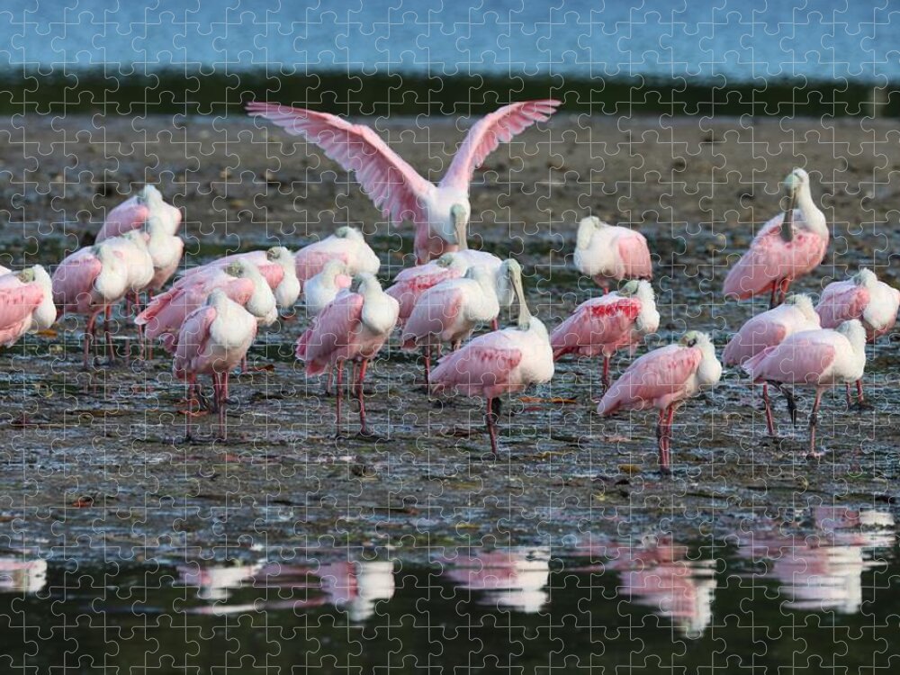 Roseate Spoonbill Jigsaw Puzzle featuring the photograph Roseate Spoonbills Gather Together 6 #1 by Mingming Jiang