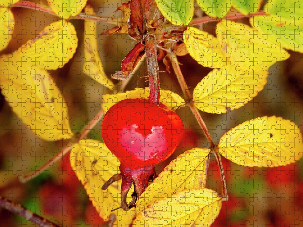 Rose Hip Jigsaw Puzzle featuring the photograph Rosehip. Winter is coming. by Elena Perelman