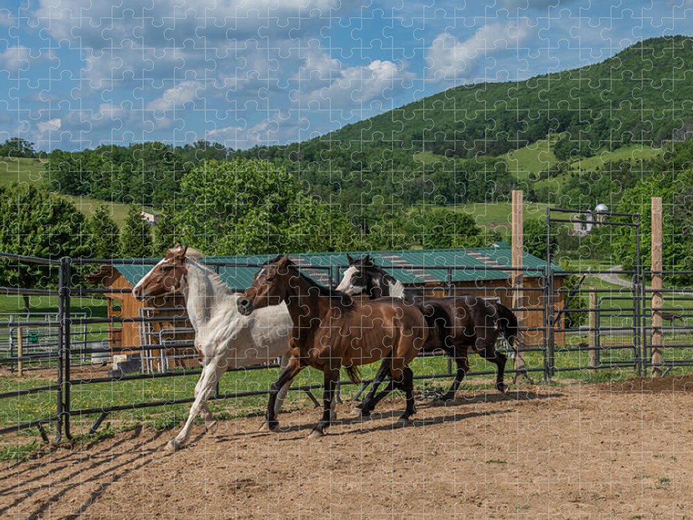 Horse Jigsaw Puzzle featuring the photograph Round pen work #5 by Tricia Louque