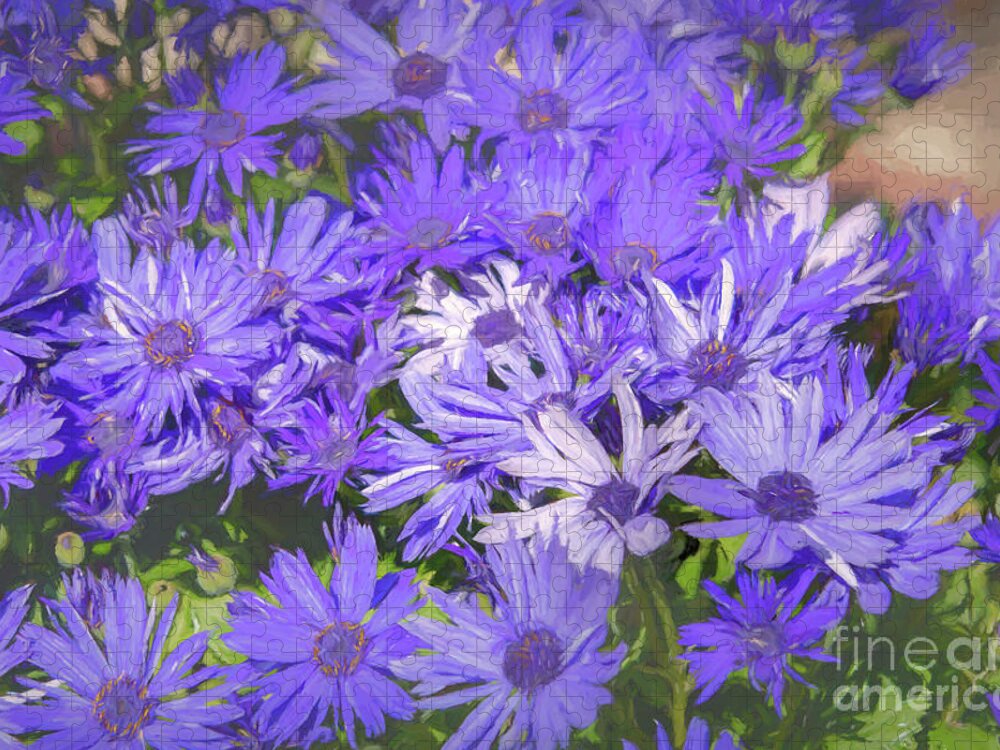 Royal Jigsaw Puzzle featuring the photograph Royal Purple and White Dome Asters by Diana Mary Sharpton