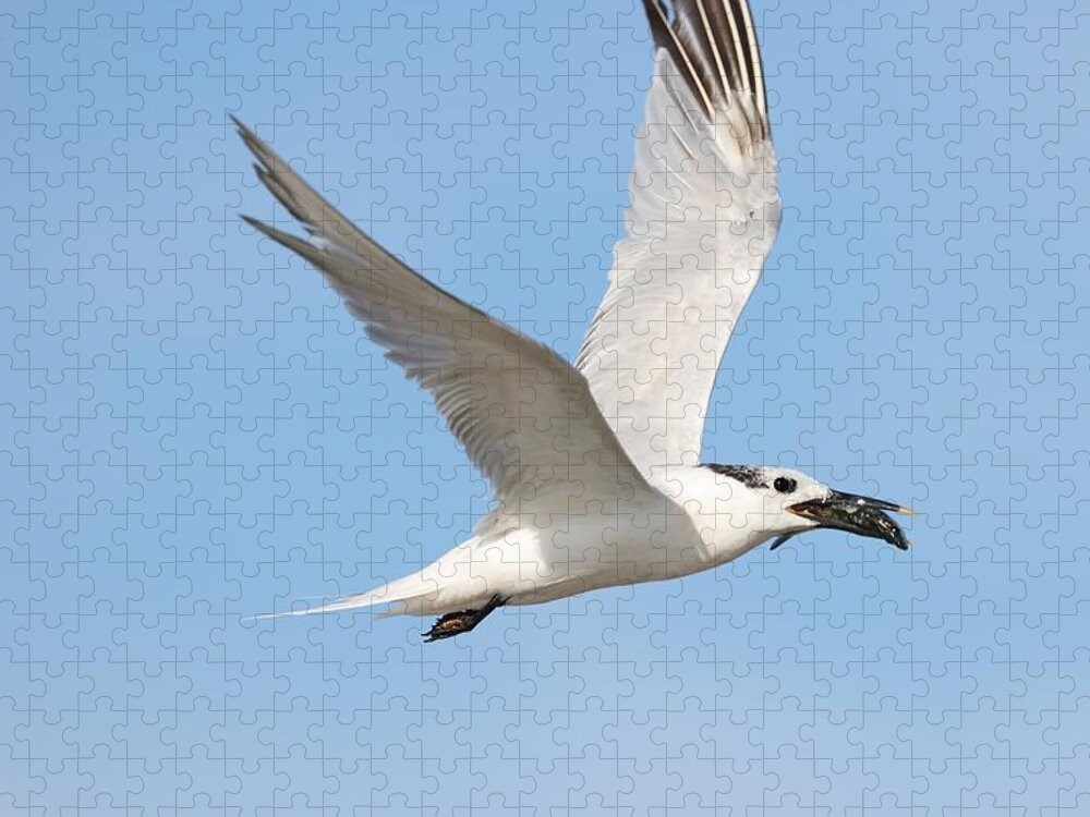 Cabot's Terns Jigsaw Puzzle featuring the photograph Cabot's Tern and Its Catch by Mingming Jiang