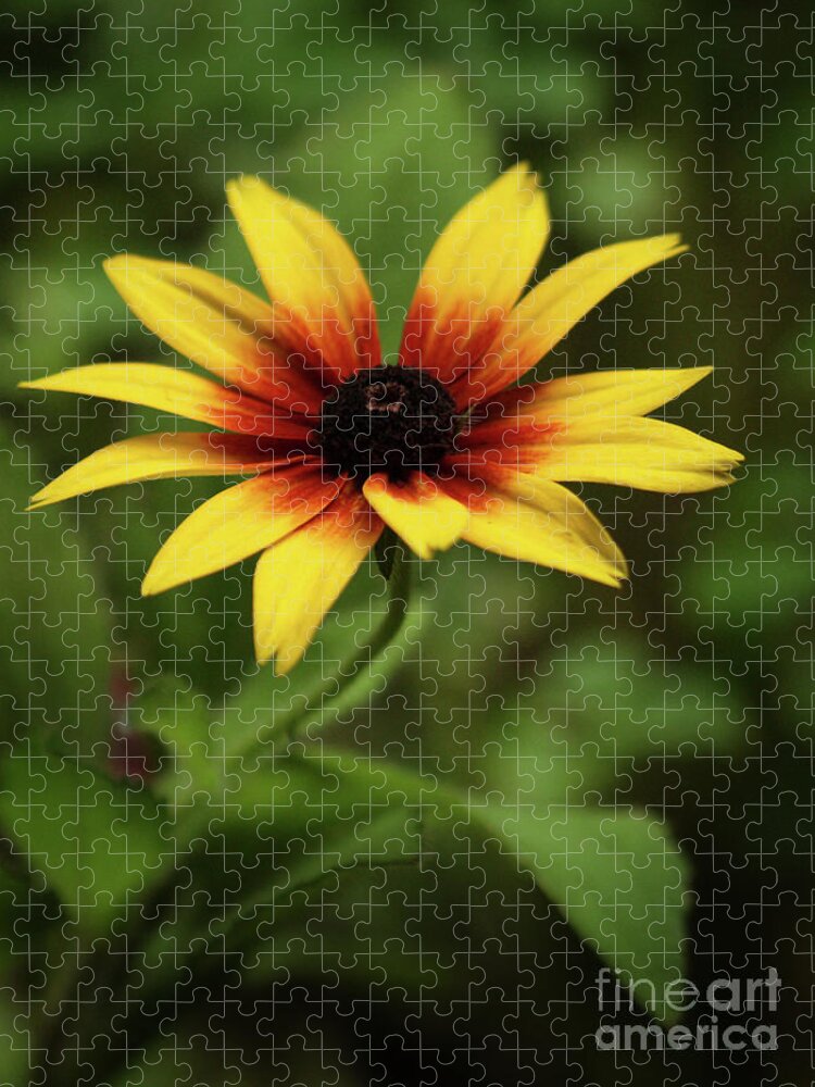 Color Jigsaw Puzzle featuring the photograph Rudbeckia Flower In The Shadows Of My Garden by Dorothy Lee