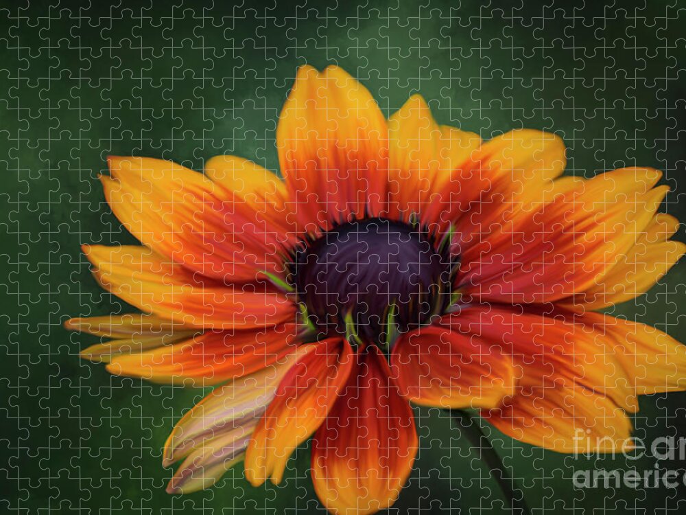 Rudbeckia Jigsaw Puzzle featuring the photograph Rudbeckia Painted by Judy Wolinsky