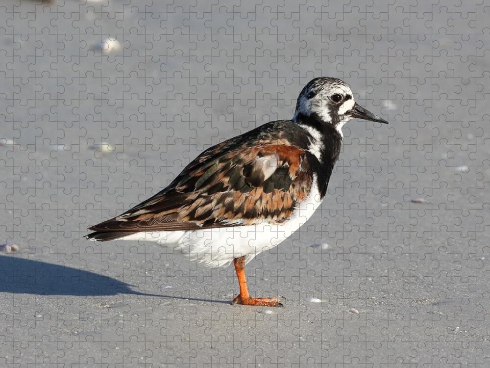 Ruddy Turnstones Jigsaw Puzzle featuring the photograph Ruddy Turnstone by Mingming Jiang