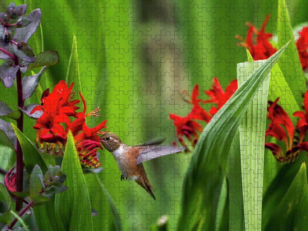 Rufous Hummingbird Jigsaw Puzzle featuring the photograph Rufous Hummingbird Feeding, No. 3 by Belinda Greb